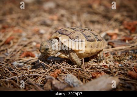 Baby Schildkroete, Maurische Landschildkroete, (Testudo graeca terrestris) Tuerkei |graziosa tartaruga Baby, tartaruga a cosce di Spur, (Testudo graeca terr Foto Stock