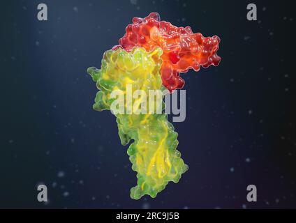 Illustrazione der Bindung des Oberflächenproteins PD-L1 an PD-1 als gläsernes Oberflächenmodell mit angedeuteten, tieferliegenden Bändermodell auf dunk Foto Stock