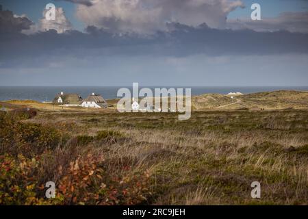 Blick über Heide-Landschaft auf das Haus Kliffende a Kampen/Sylt. Sonnig, im Hintergrund die Nordsee Foto Stock