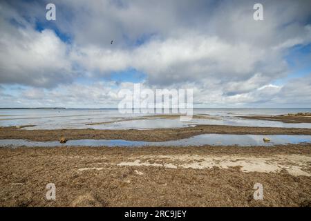 MIT Seetang bedeckter Strand bei Habernis an der Flensburger Förde. AM Horizont Die 'Skyline' der dänischen Stadt Sonderburg erkennbar. IM flachen Foto Stock