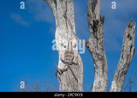 Nile monitor Lizard nel Parco Nazionale di Hwange in Zimbabwe, in Africa. Foto Stock