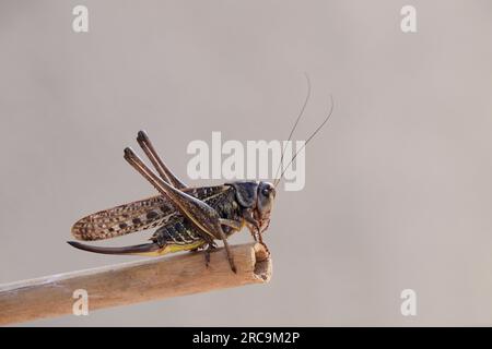 Primo piano Brown Cricket. Brown Cricket Foto Stock