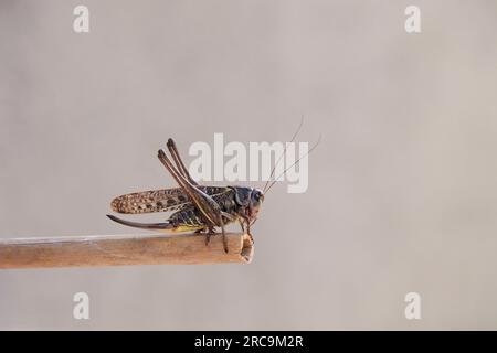 Primo piano Brown Cricket. Brown Cricket Foto Stock