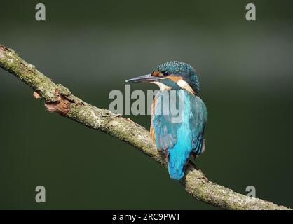 Il giovane kingfisher rimarrà occasionalmente intorno a un punto di alimentazione su un lago fino a quando un giovane dominante o un adulto allontanerà il resto. Foto Stock