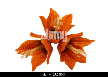 fiore di nocciole isolato su sfondo bianco Foto Stock