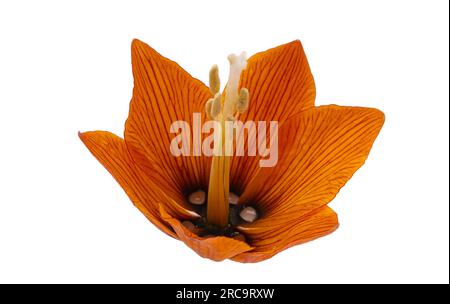 fiore di nocciole isolato su sfondo bianco Foto Stock