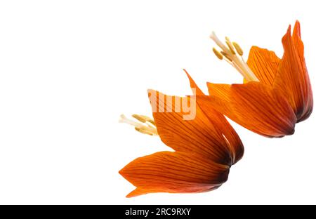 fiore di nocciole isolato su sfondo bianco Foto Stock