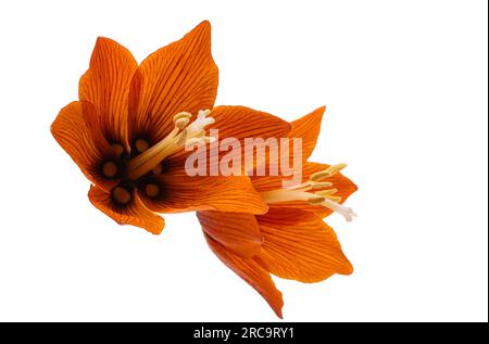 fiore di nocciole isolato su sfondo bianco Foto Stock