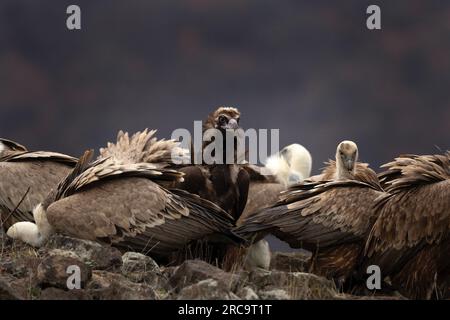 L'avvoltoio nero sta combattendo contro gli avvoltoi griffoni. Gyps fulvus e aegypius monachus sono insieme sui monti Rodopi. Natura europea. Foto Stock