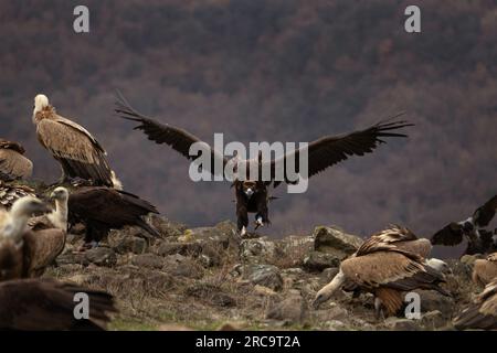 L'avvoltoio nero sta combattendo contro gli avvoltoi griffoni. Gyps fulvus e aegypius monachus sono insieme sui monti Rodopi. Natura europea. Foto Stock