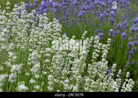 I rosa lavanda sono di colore bianco prima di trasformarsi Foto Stock