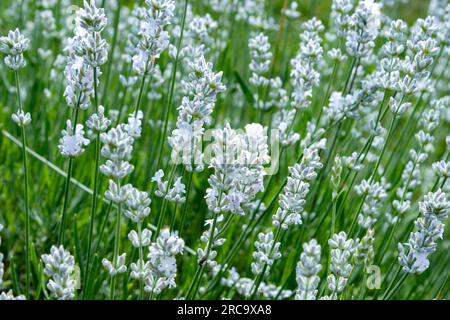 Piante di lavanda bianca che fioriscono in uno spray come nebbia Foto Stock