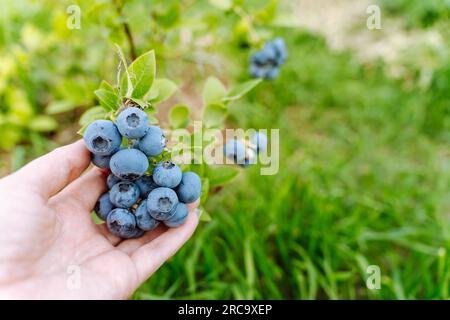 La mano di una donna tiene un ramo con mirtilli in un frutteto. Foto Stock