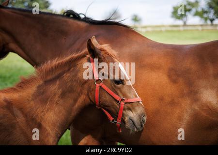 Foal in piedi a cavallo mare. Famiglia di cavalli purosangue rossi alla fattoria Foto Stock