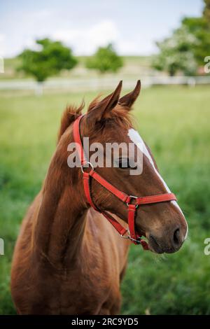 Puledro di cavallo rosso al pascolo. Ritratto di giovane cavallo purosangue Foto Stock