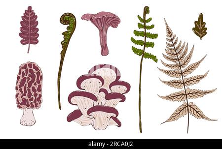 Set di funghi decorativi e erbe. Illustrazione disegnata a mano, isolata. Foto Stock