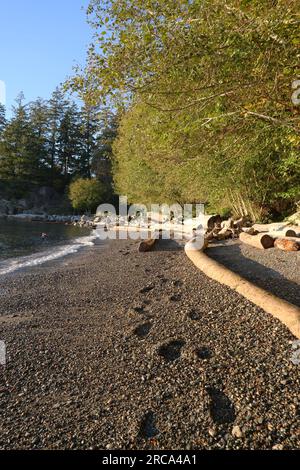 Passi sulla spiaggia di Whytecliff Park a West Vancouver, British Columbia, Canada Foto Stock