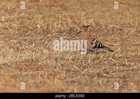 vista su un hoopoe in piedi in erba secca Foto Stock