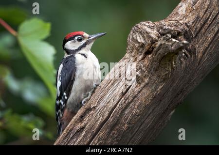 Picchio giovanile alla ricerca di insetti da mangiare su un vecchio tronco di albero marcisce Foto Stock