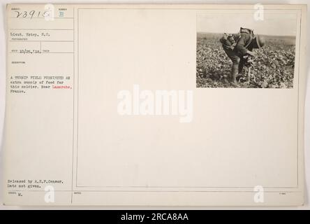 Il tenente Estep, del Signal Corps, viene visto fare una pausa in un campo di rapa vicino Lamarche, in Francia durante la prima guerra mondiale Il campo fornì un ulteriore rifornimento di cibo per il soldato. La fotografia è stata scattata da un fotografo del Signal Corps, e la pubblicazione è stata approvata dalla A.E.F. Censor. La data esatta dell'immagine non viene fornita. Foto Stock