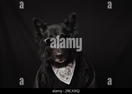 Pastore belga che indossa una giacca di pelle, occhiali e una bandana. Fantastico concetto di cane Foto Stock