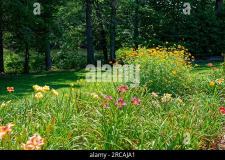 Vista ravvicinata di un letto da giardino pieno di gigli e di un grande gruppo di cosmo arancio, tutti fioriti nel sole luminoso con boschi e un lago nella s Foto Stock