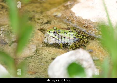 Rana commestibile verde Pelophylax seduto su una pietra macrofotografia da vicino Foto Stock