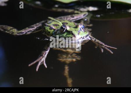 Pelophylax rana commestibile verde che nuota nell'acqua Foto Stock