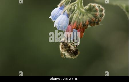 un'ape raccoglie nettare da un fiore di bluebell su sfondo verde Foto Stock