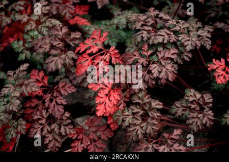 texture di vegetazione colorata naturale come sfondo per il design Foto Stock