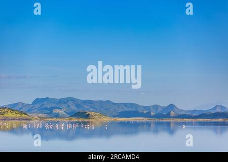 Lago Magadi Flamingoes Home Kajiado County Great Rift Valley Pink Landscape Rocks Plants vegetations Highway Kenya East Africa Antony Trivet Travels S. Foto Stock