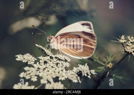 farfalla gialla si siede su un fiore e bevande nettare su uno sfondo di erba verde. macro natura Foto Stock