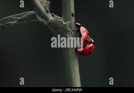 un paio di coccinelle si riproducono nell'erba su sfondo verde Foto Stock