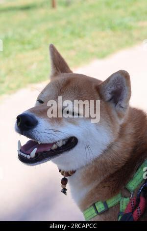 Cane Shiba sorridente al parco con gli occhi chiusi Foto Stock