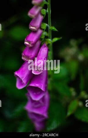 Purple Common Foxglove with Rain Droplets, Cardinham Woods, Cornovaglia, Inghilterra, Regno Unito Foto Stock