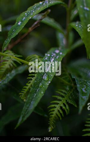 Primo piano di Butterfly Bush Leaves with Rain Droplets, Cardinham Woods, Cornovaglia, Inghilterra, Regno Unito Foto Stock