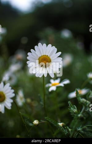 Oxeye Daisy, Cardinham Woods, Cornovaglia, Inghilterra, Regno Unito Foto Stock