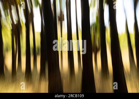 vista offuscata della piantagione di palme Foto Stock