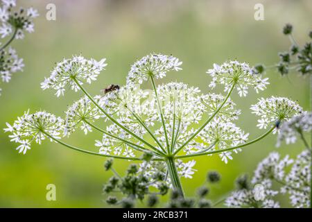 Ripresa ravvicinata retroilluminata di uno spruzzo di fiori bianchi di prezzemolo di mucca con vespa appollaiata sui fiori Foto Stock