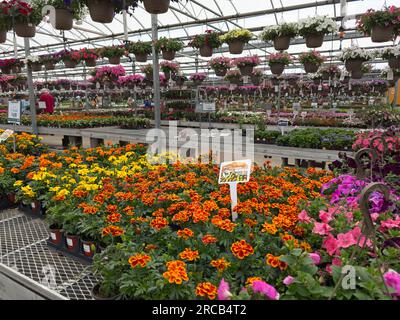 Marigoldi, petunie, cesti appesi e file annuali riempiono una grande serra dell'Ohio di colori vivaci. Foto Stock