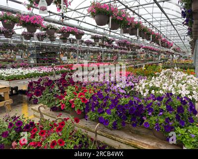 Le petunie di tutte le varietà riempiono un intero angolo della grande serra dell'Ohio di colori vivaci. Foto Stock