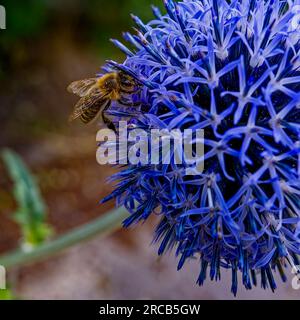 Vista laterale di un'ape (Apiformes) seduta sulla fioritura di una cipolla blu (Allium caeruleum). Foto Stock