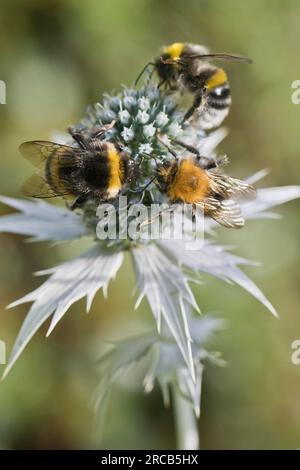 Tree bumblebee (Bombus lucorum), Light Earth Bumblebee (Bombus hypnorum) e Large Earth bumblebee (Bombus Terrestris) su Man-trefoil (Eryngium Foto Stock