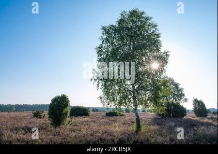 Betulla (Betula) retroilluminata con stella solare e erica comune fiorita (Calluna vulgaris), Lueneburg Heath, bassa Sassonia, Germania Foto Stock