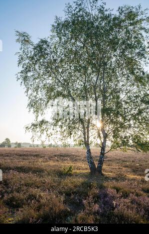 Betulla (Betula) retroilluminata con stella solare e erica comune fiorita (Calluna vulgaris), Lueneburg Heath, bassa Sassonia, Germania Foto Stock