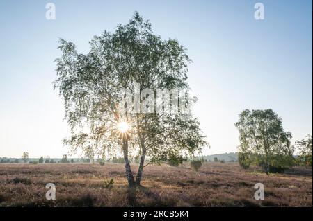 Betulla (Betula) retroilluminata con stella solare e erica comune fiorita (Calluna vulgaris), Lueneburg Heath, bassa Sassonia, Germania Foto Stock