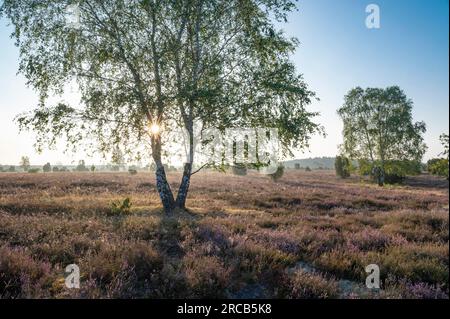 Betulla (Betula) retroilluminata con stella solare e erica comune fiorita (Calluna vulgaris), Lueneburg Heath, bassa Sassonia, Germania Foto Stock