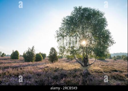 Betulla (Betula) retroilluminata con stella solare e erica comune fiorita (Calluna vulgaris), Lueneburg Heath, bassa Sassonia, Germania Foto Stock