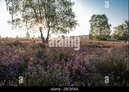 Betulla (Betula) retroilluminata con stella solare e erica comune fiorita (Calluna vulgaris), Lueneburg Heath, bassa Sassonia, Germania Foto Stock