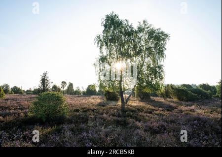 Betulla (Betula) retroilluminata con stella solare e erica comune fiorita (Calluna vulgaris), Lueneburg Heath, bassa Sassonia, Germania Foto Stock